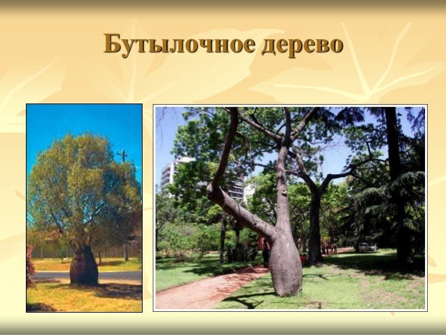 Картинки про природу австралии тасманский дьявол Картинки про природу австралии тасманский дьявол